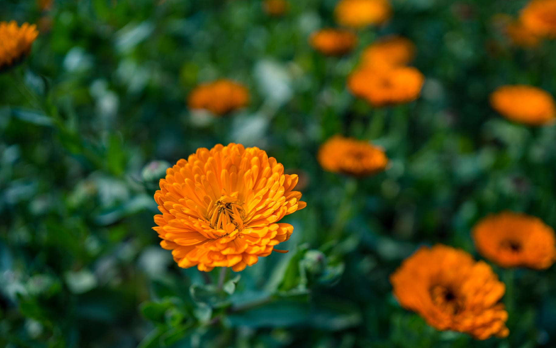 Calendula-infused Olive Oil